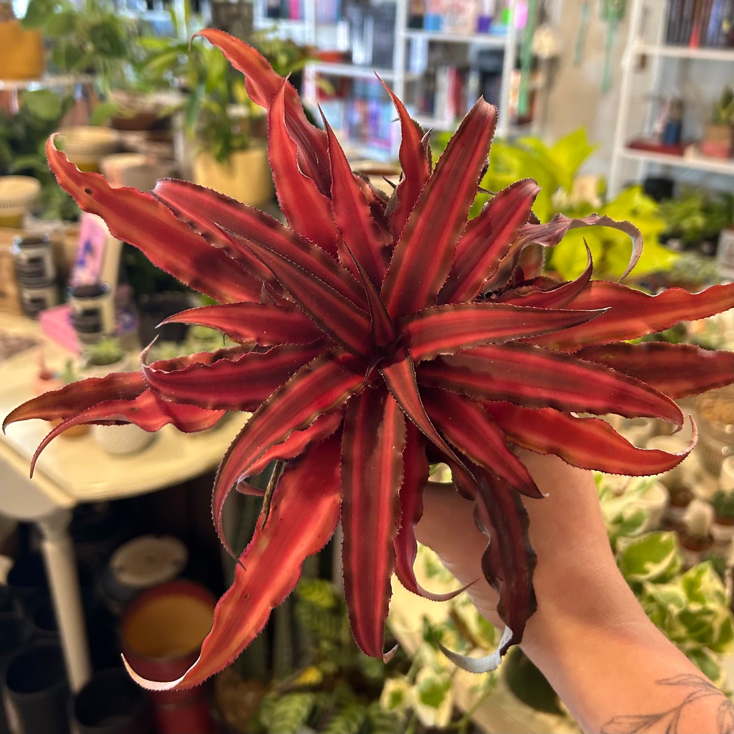 4" Cryptanthus Red