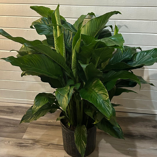10” Peace Lily