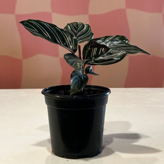 4" Calathea Ornata