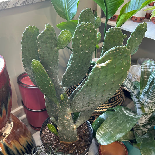 10" Cactus Obuntia (Prickly Pear)