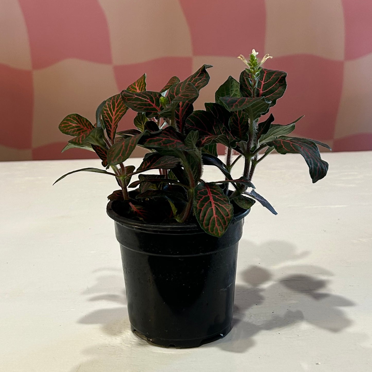 4” Fittonia Red (Nerve Plant)