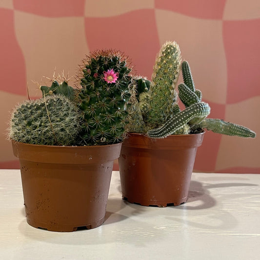 4" Cactus Combo Assortment