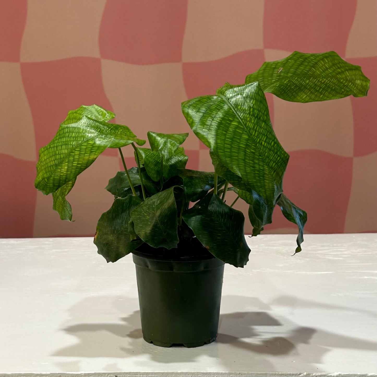 4” Calathea Musaica