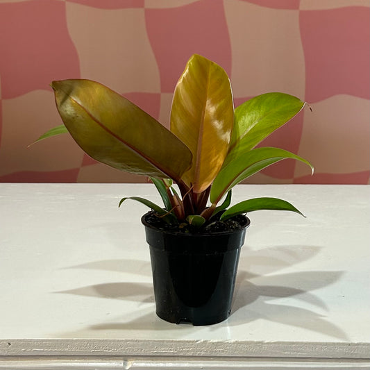 4” Philodendron Prince of Orange