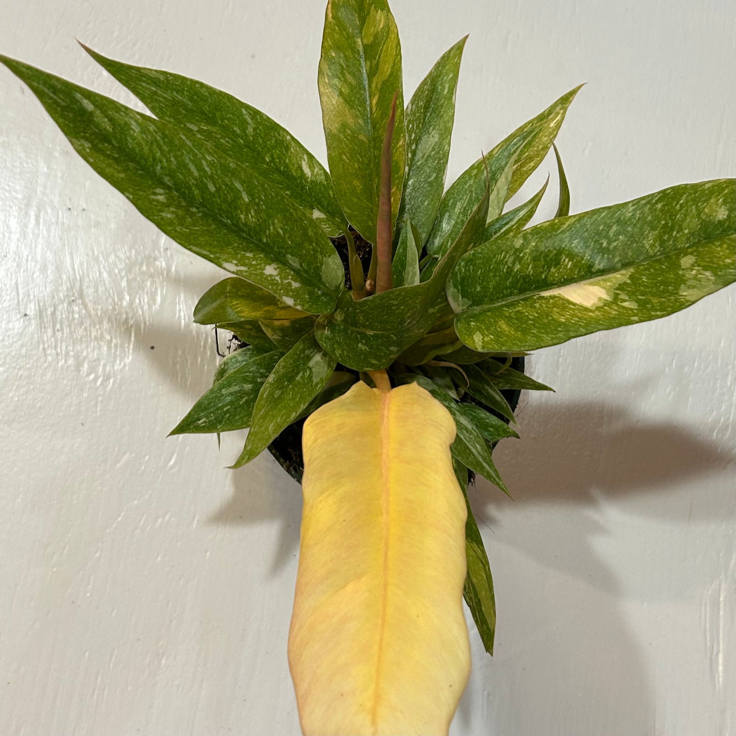 4” Philodendron Ring of Fire