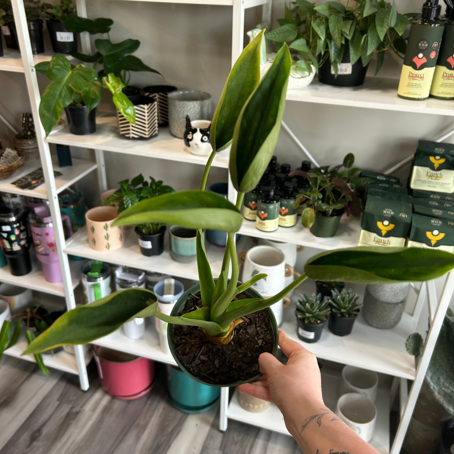 6" Alocasia Tiny Dancer