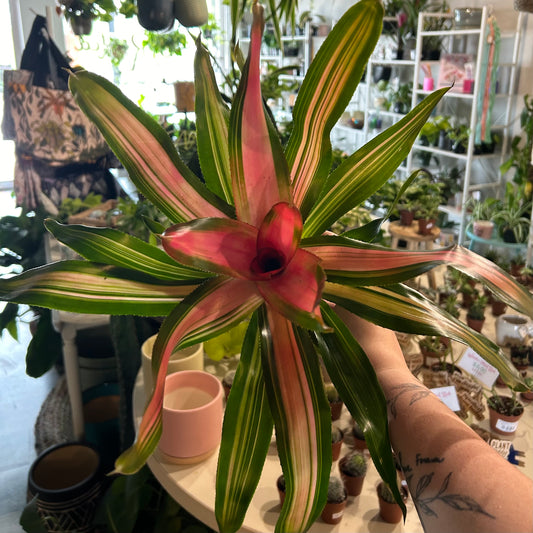 4" Bromeliad Neoregelia