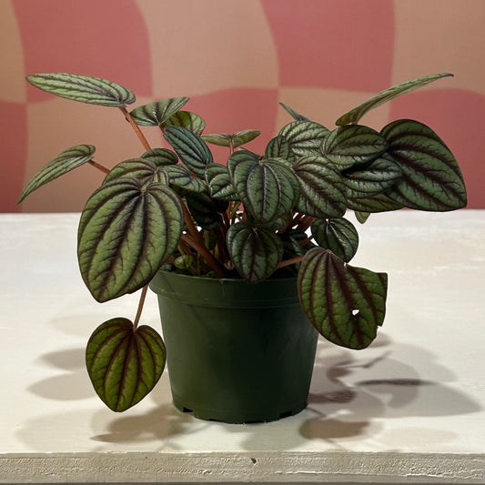 4” Peperomia Piccolo Banda