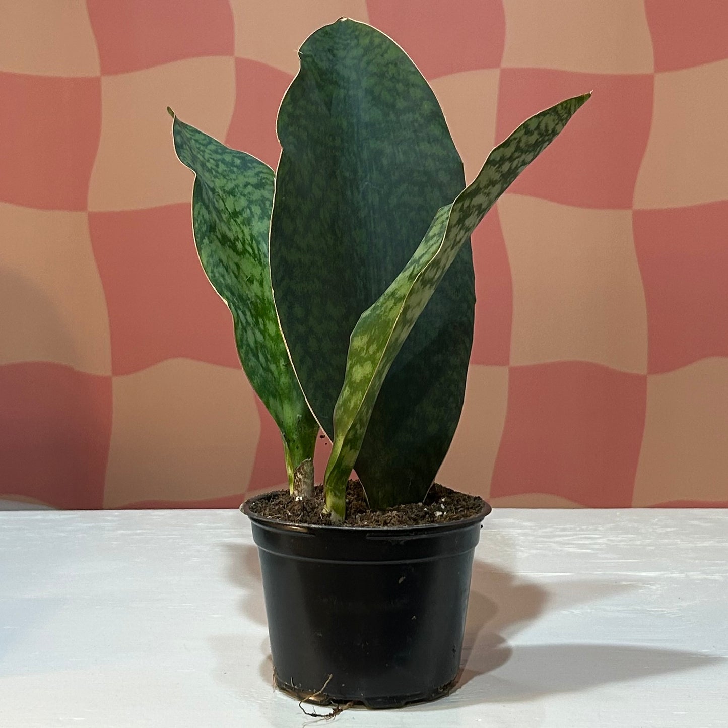 6” Snake Plant Victoria (Whale Fin)