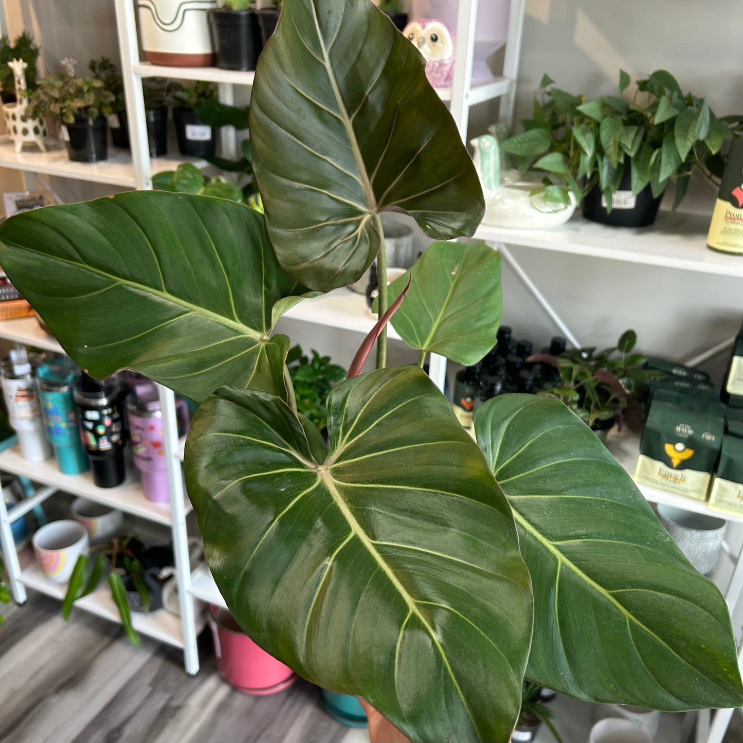 6" Philodendron Summer Glory