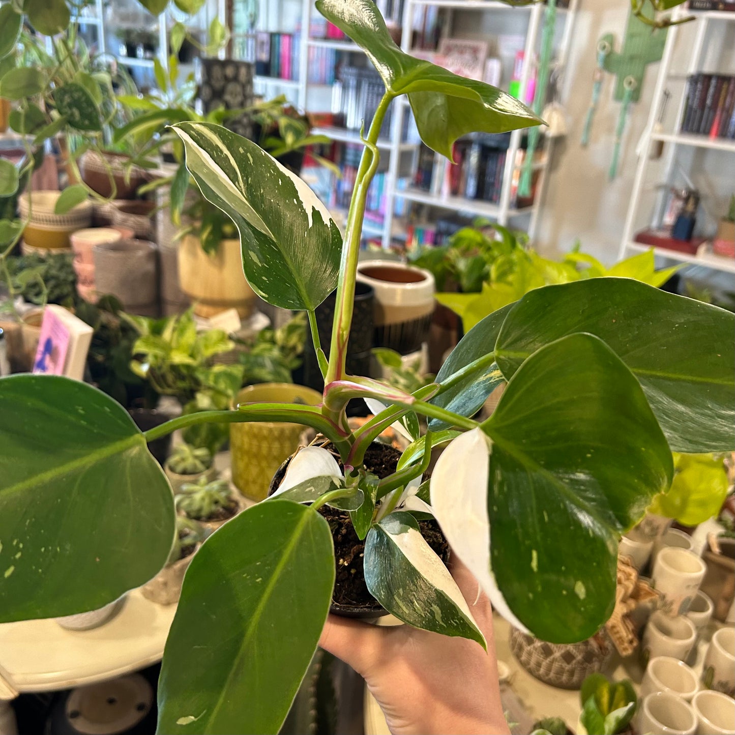 4” Philodendron White Princess