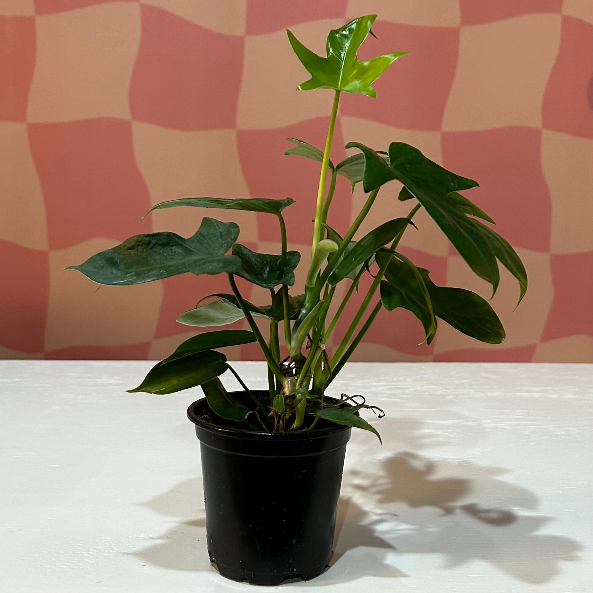 panduriforme philodendron 4” Philodendron Panduriforme – Read & Rooted