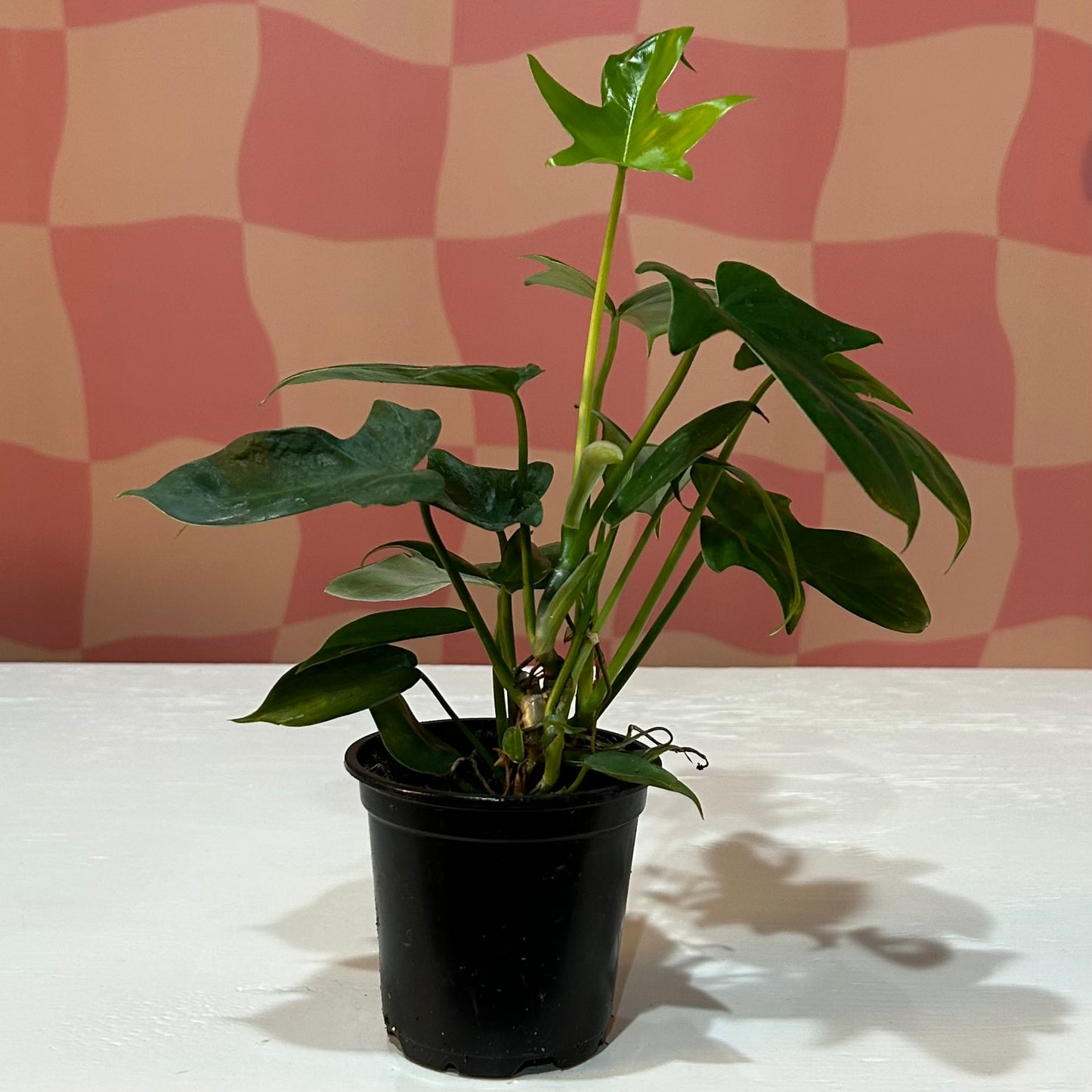 4” Philodendron Panduriforme