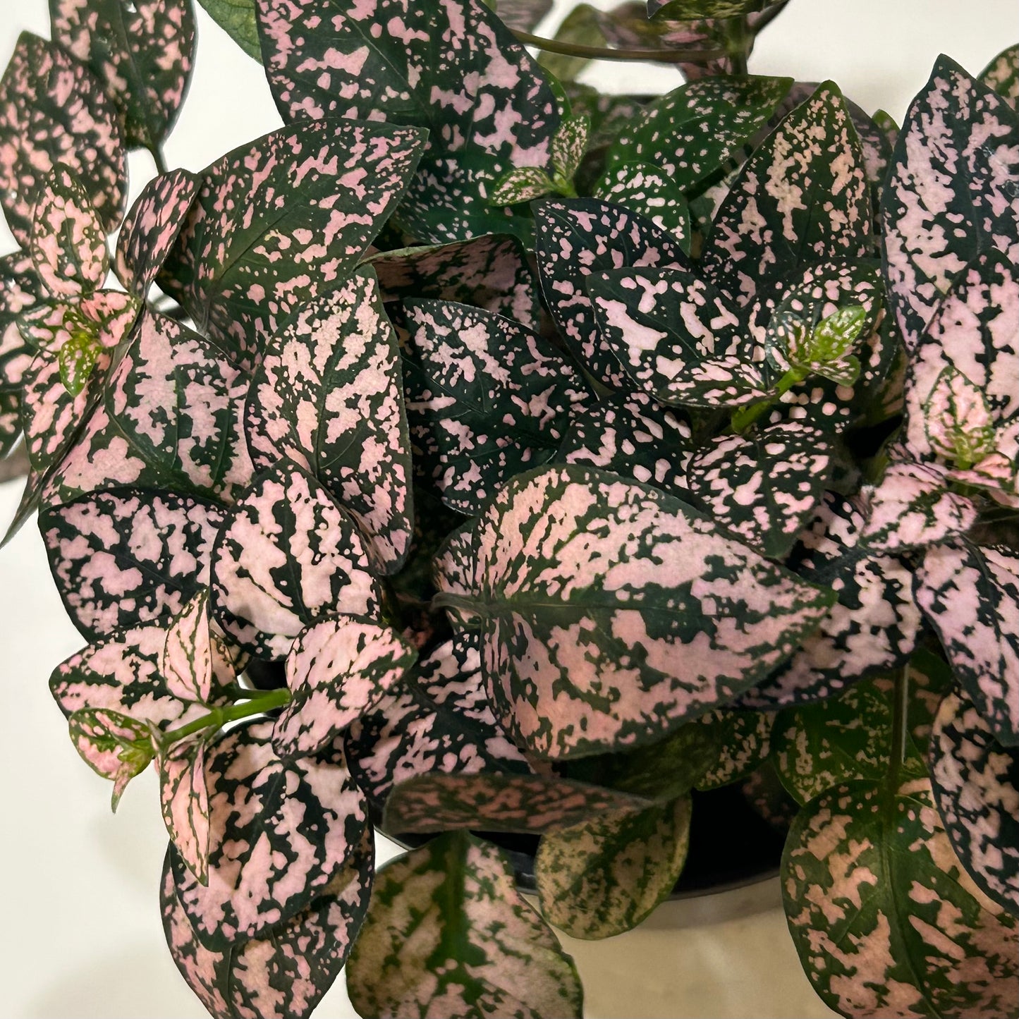 4” Pink Splash (Polka Dot Plant)