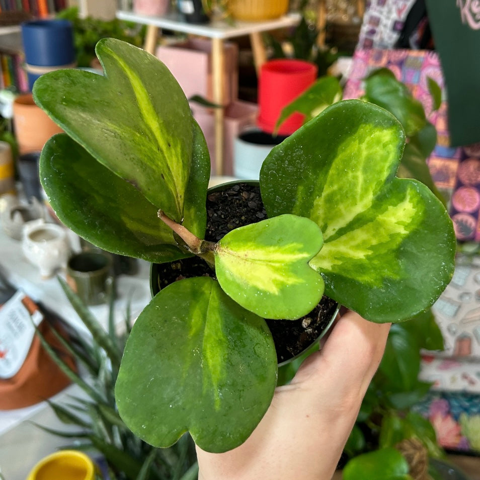 4" Hoya Kerrii Variegated