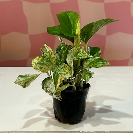 4” Marble Queen Pothos