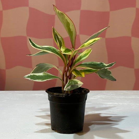 4” Peperomia Ginny