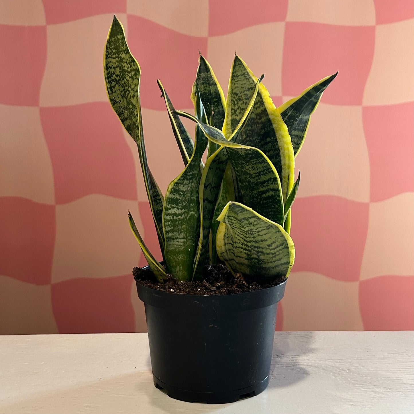 6” Snake Plant Superba