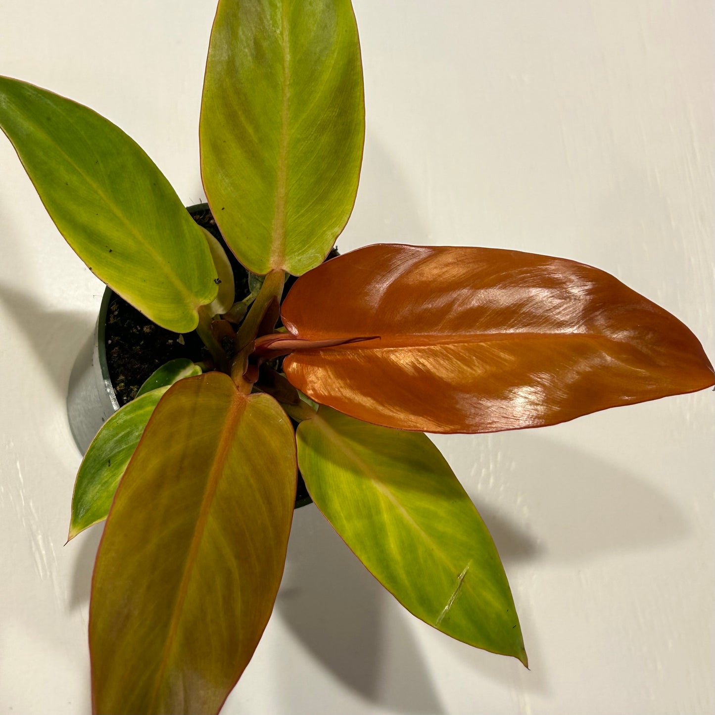 4” Philodendron Red Cherry