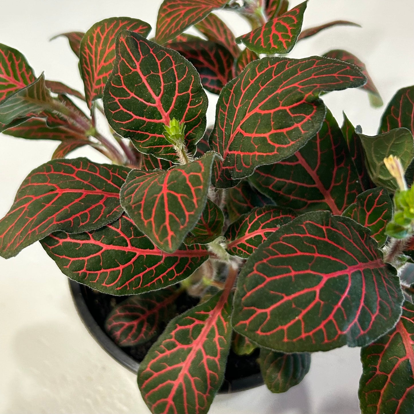 4” Fittonia Red (Nerve Plant)