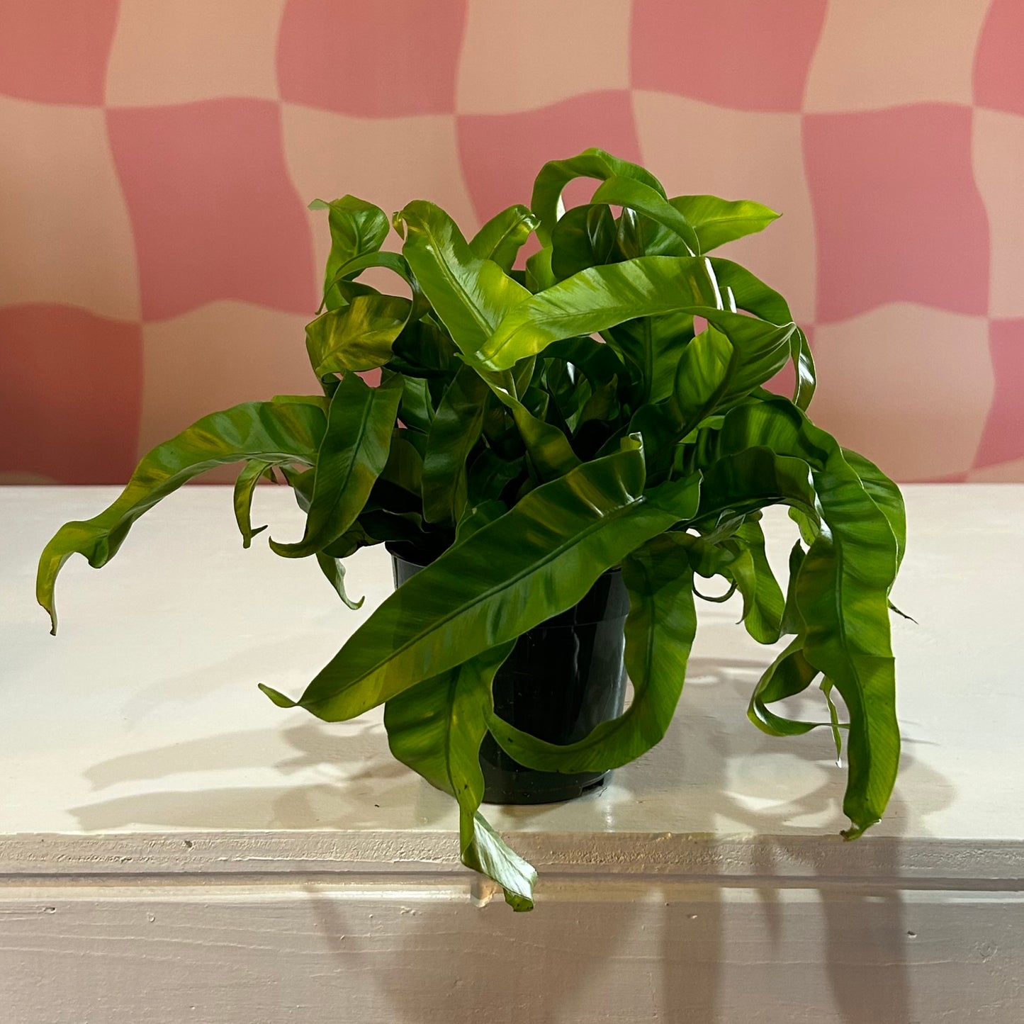 4” Bird’s Nest Fern Hurricane