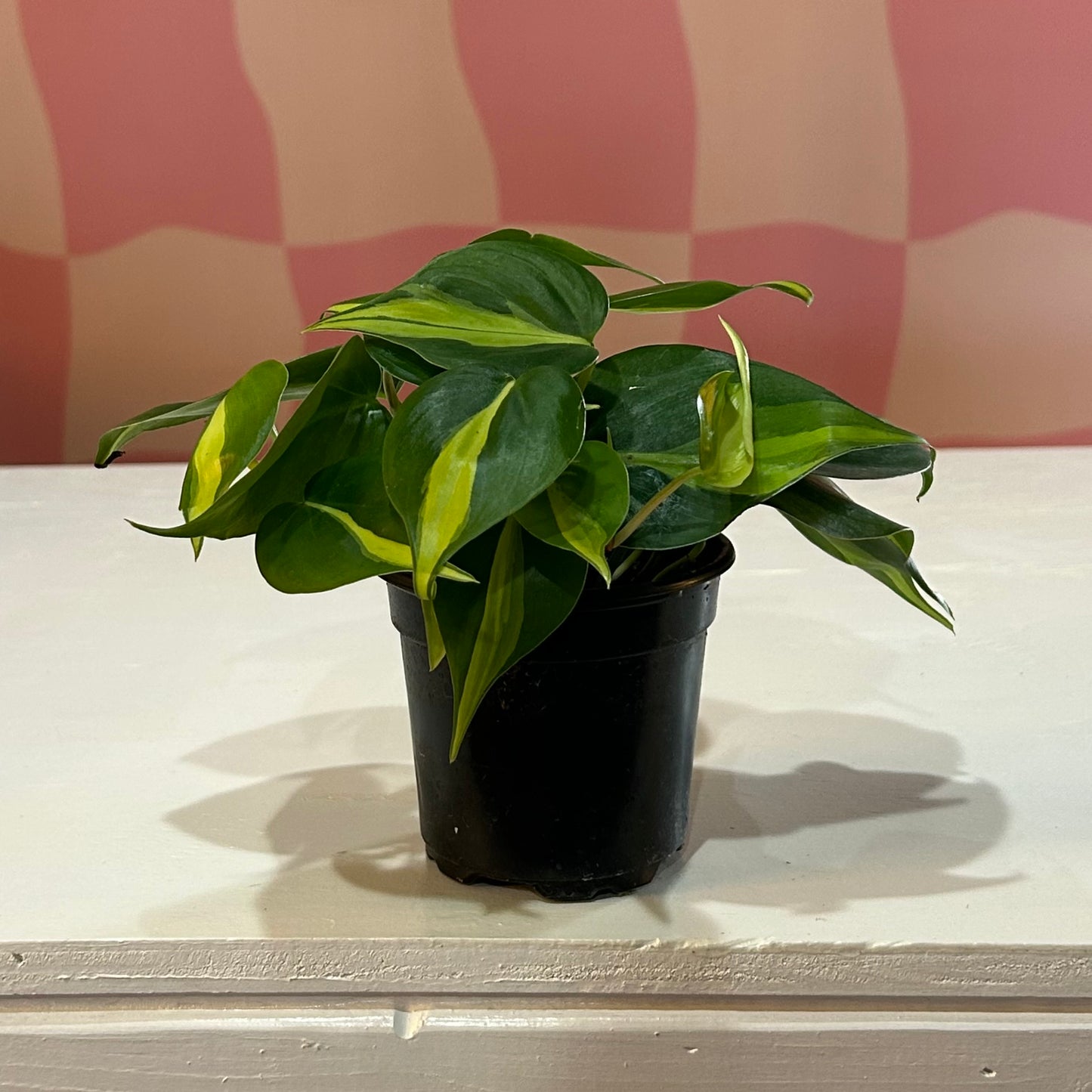 4” Philodendron Brasil