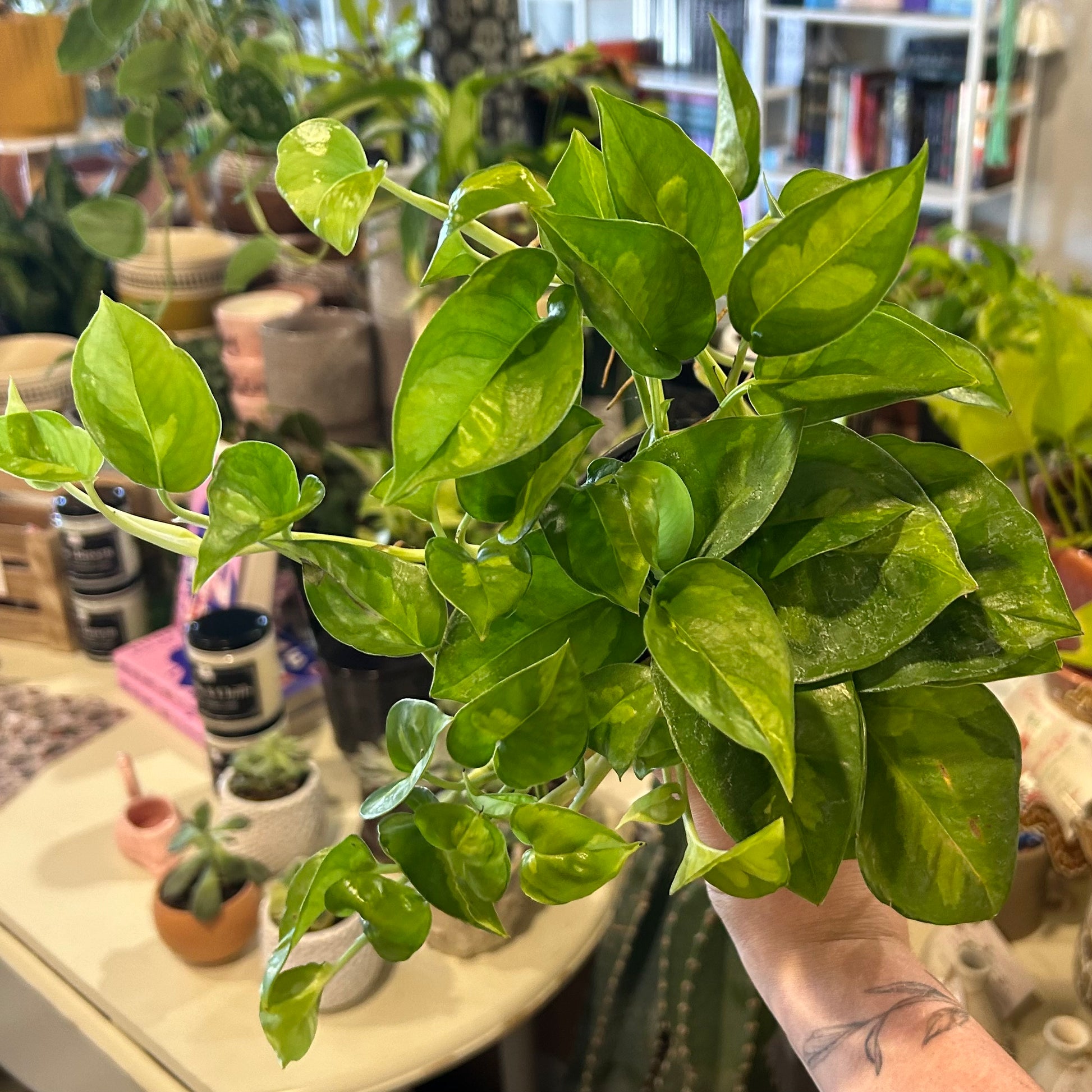 pothos global green 6" Global Green Pothos – Read & Rooted