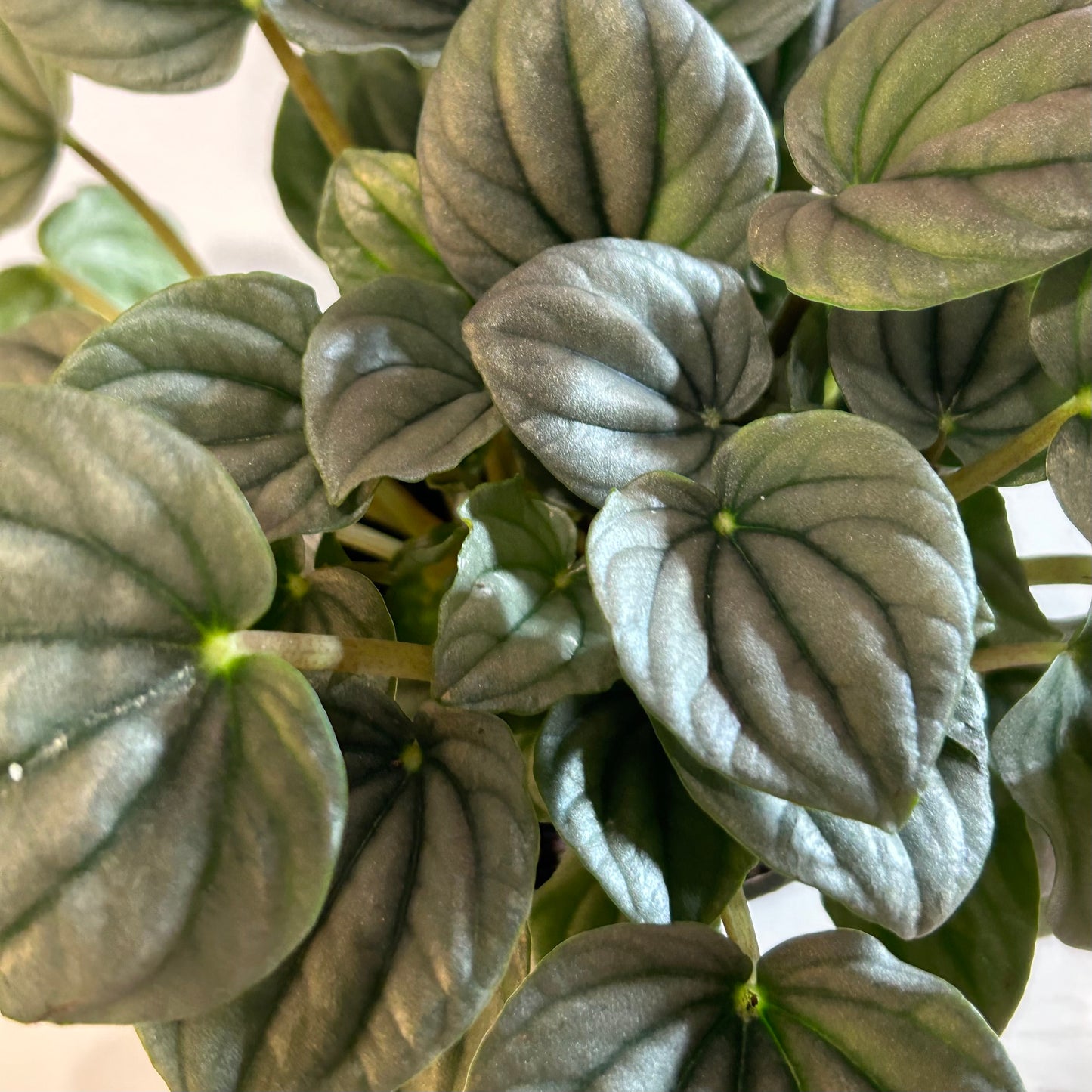 4” Peperomia Frost