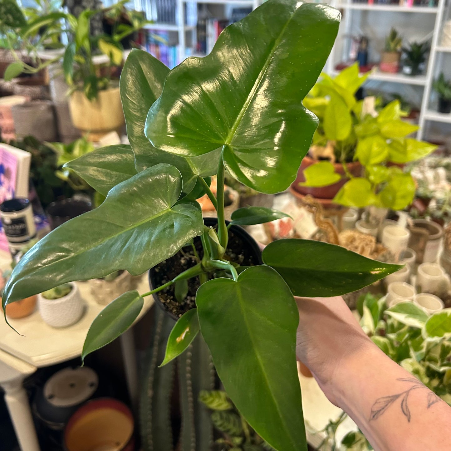 4" Philodendron Lime Fiddle