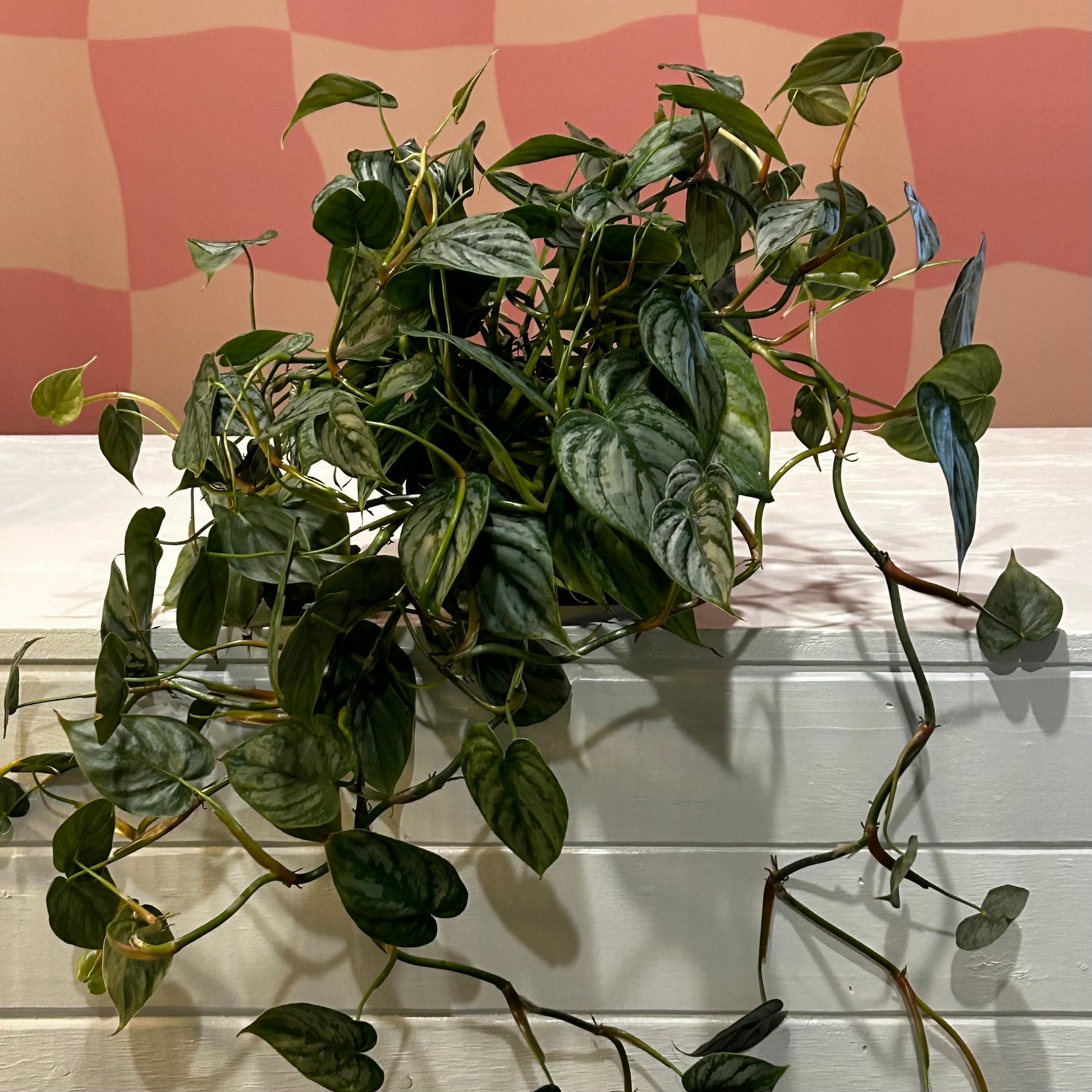 philodendron brandi 6” Philodendron Brandi – Read & Rooted