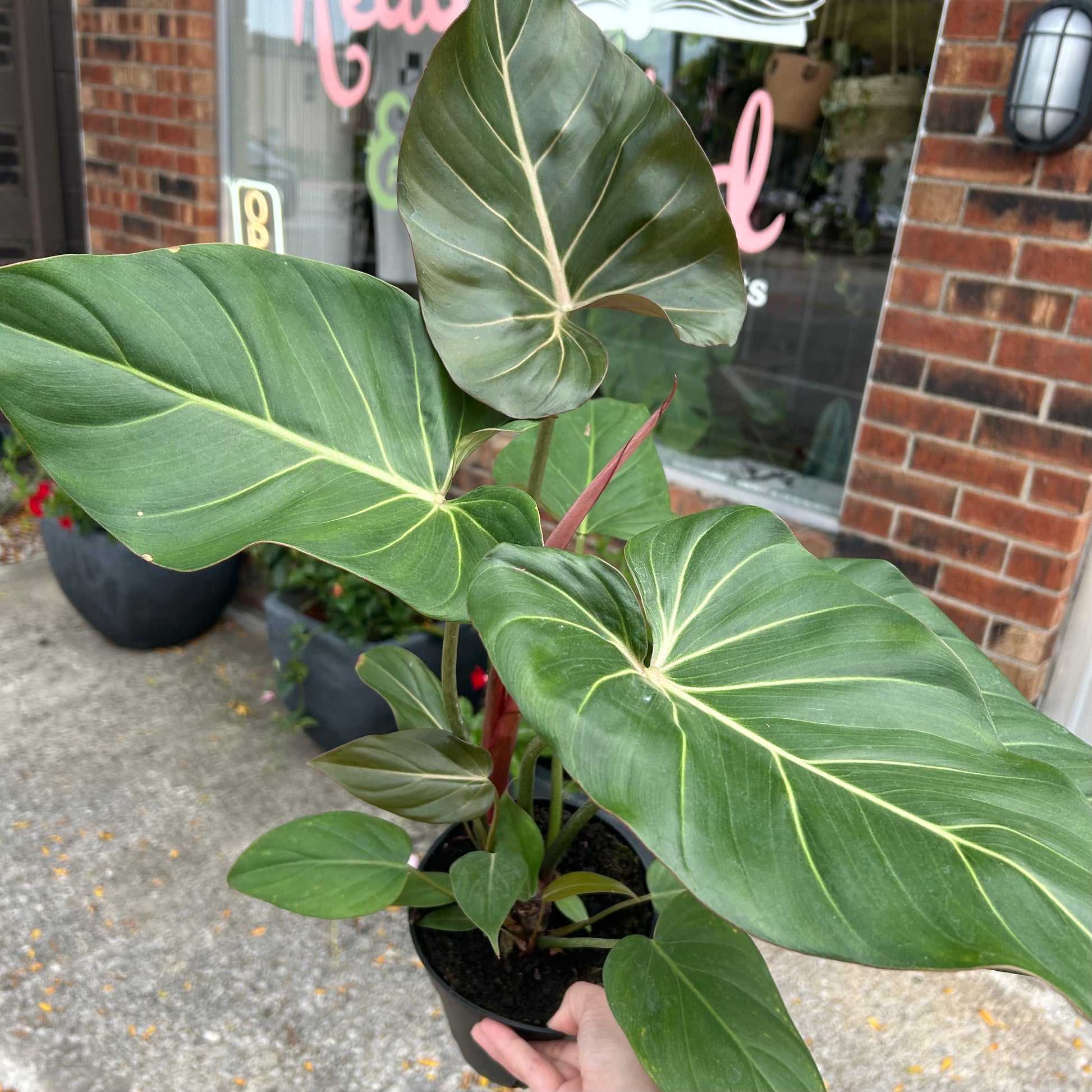 philodendron glory 6" Philodendron Summer Glory – Read & Rooted