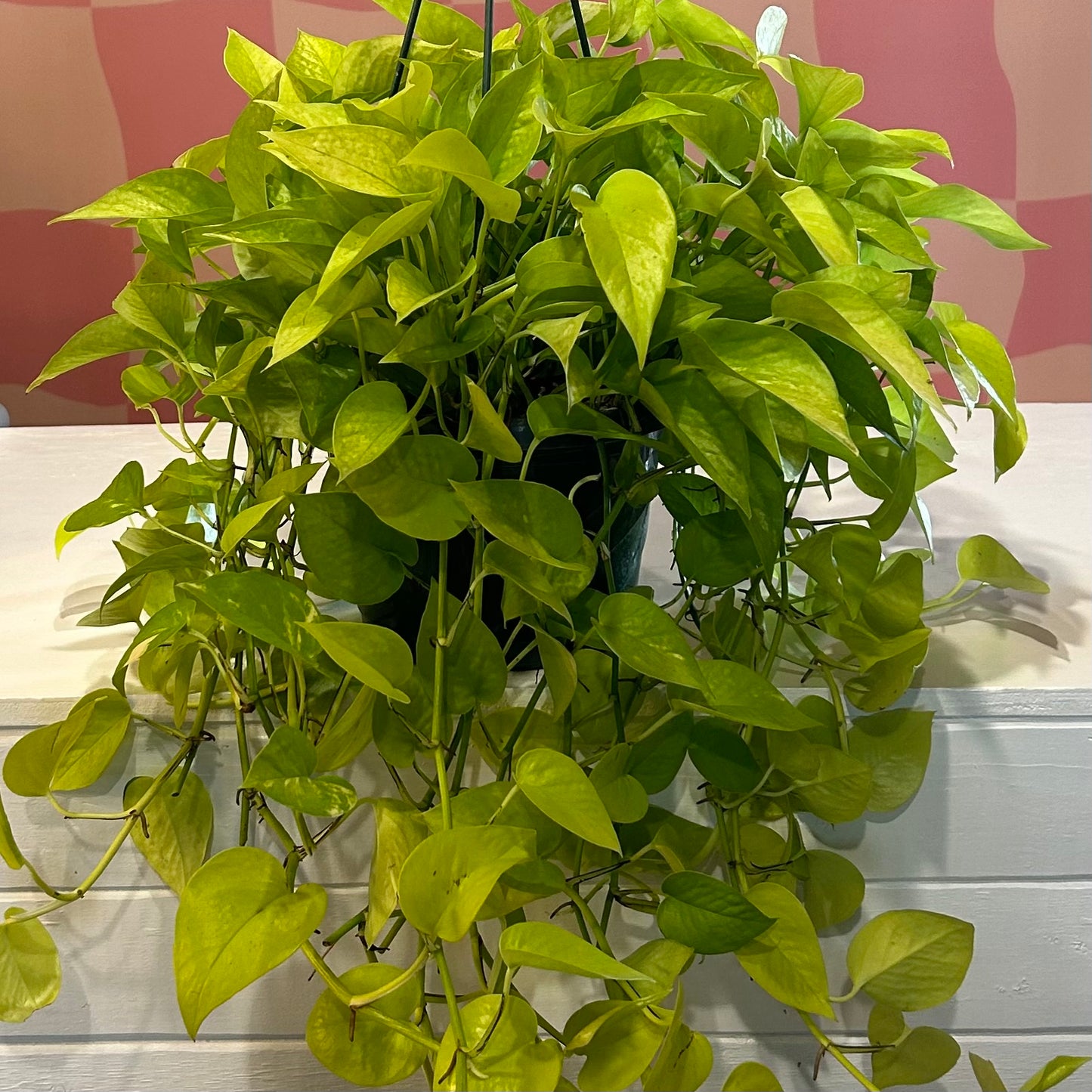 8” Neon Pothos HB