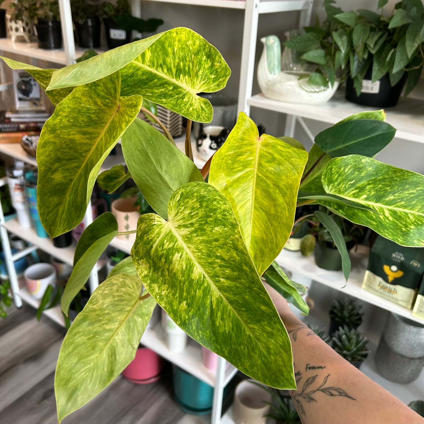 4" Philodendron Painted Lady