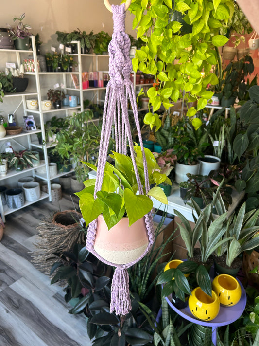 Macrame Plant Hanger