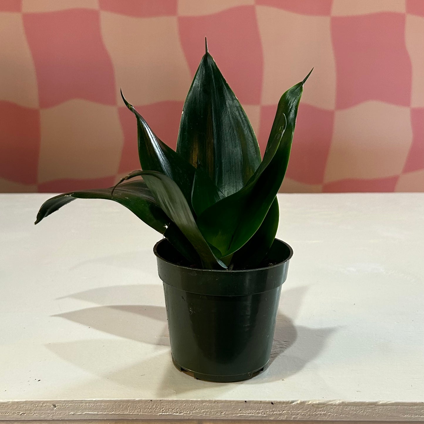 4” Snake Plant Black Hahnii