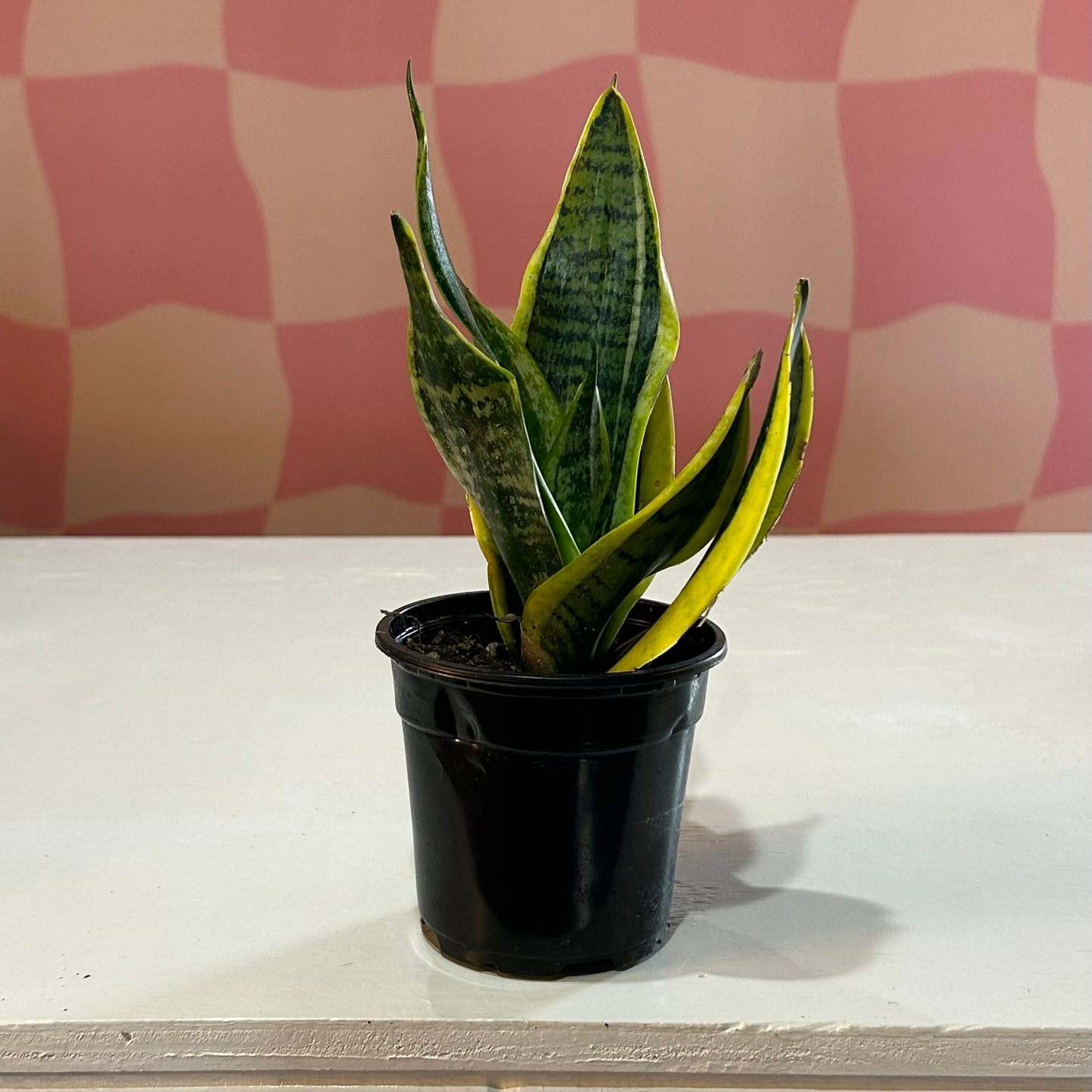 4” Snake Plant Superba