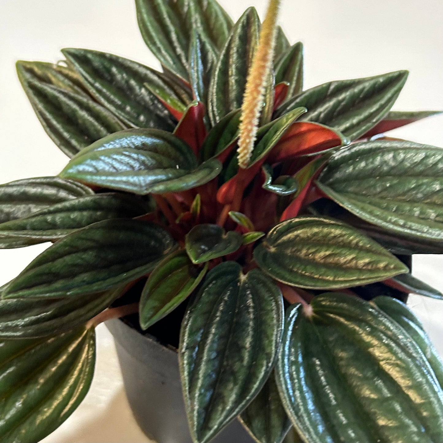 4" Peperomia Rosso