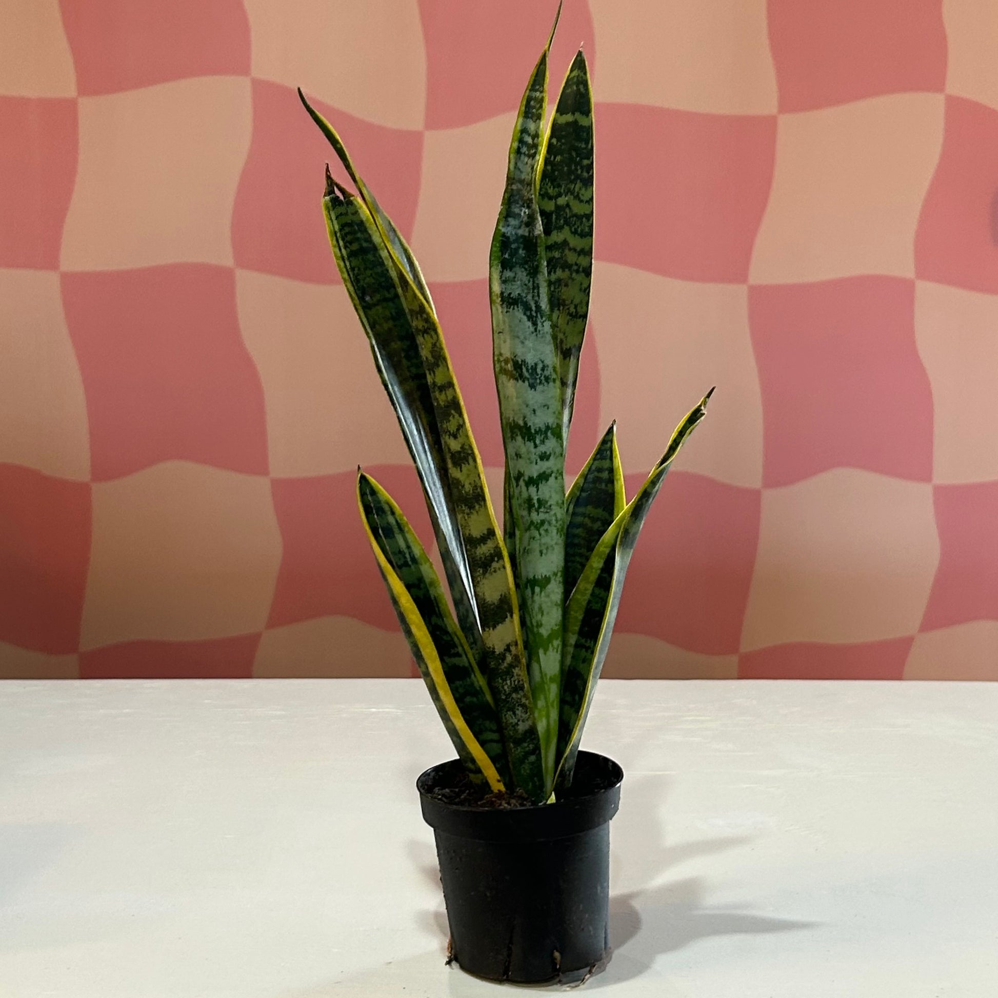 4 snake plant 4” Snake Plant Laurentii – Read & Rooted