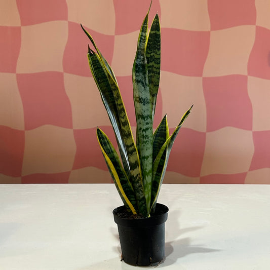 4” Snake Plant Laurentii