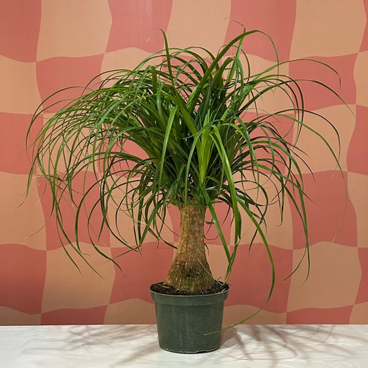 6” Ponytail Palm