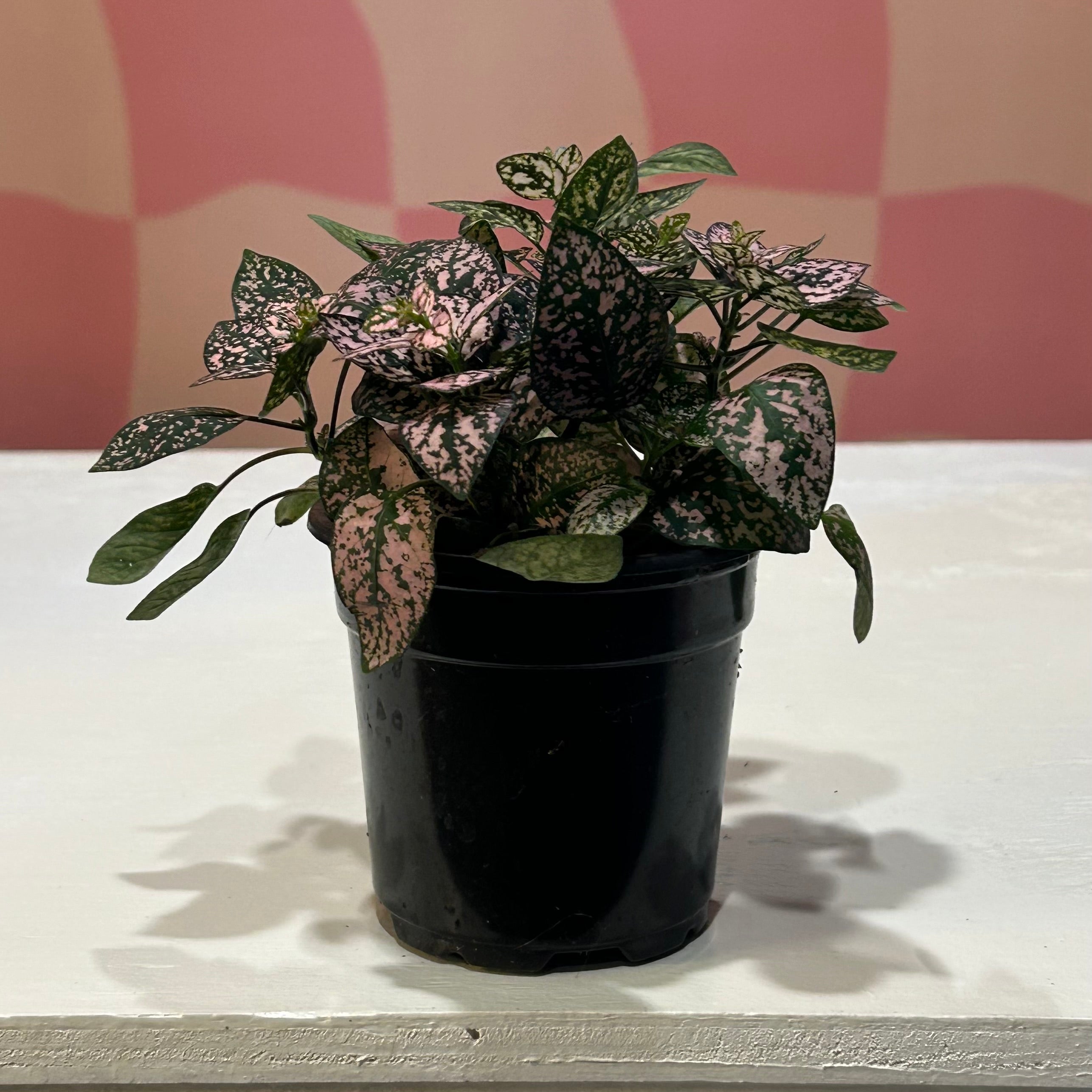 4” Pink Splash (Polka Dot Plant) – Read & Rooted