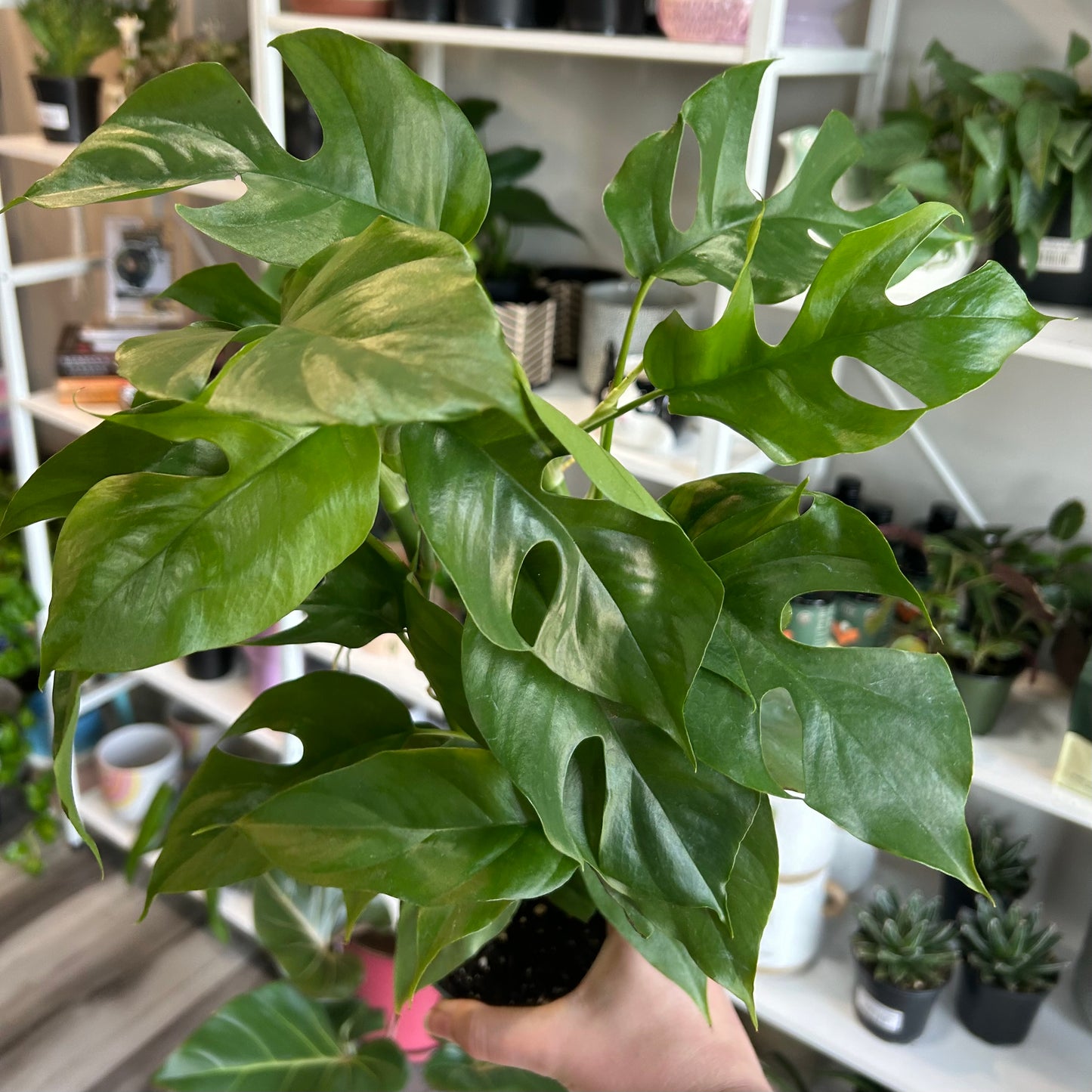 4" Philodendron Mini Ginny