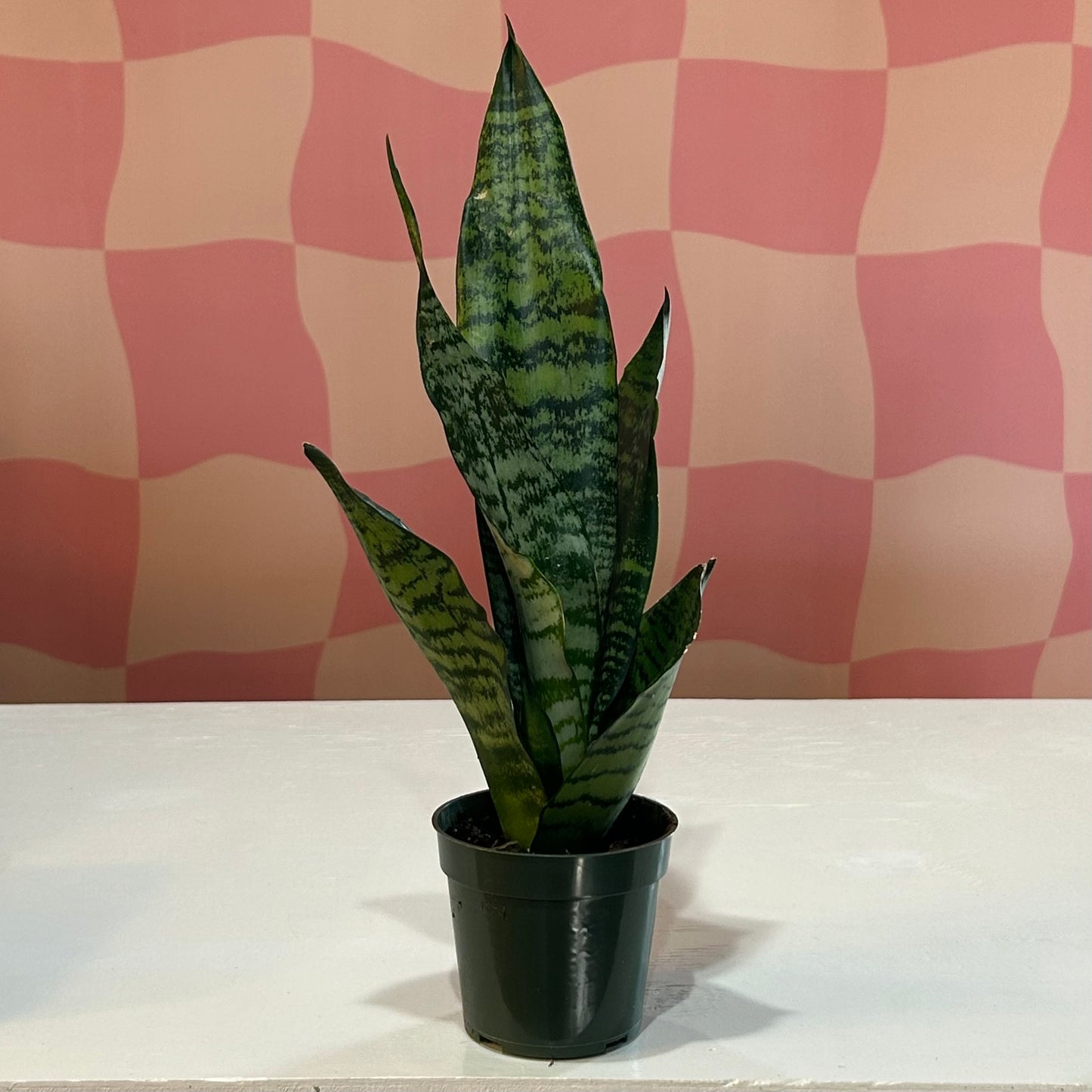 4” Snake Plant Coral