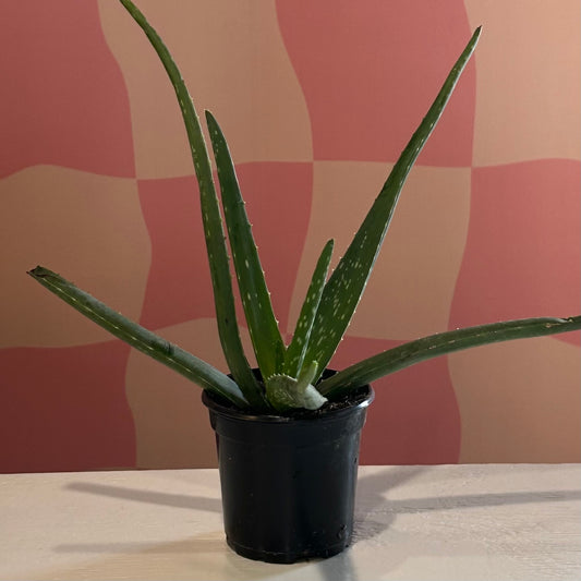 4” Aloe Vera