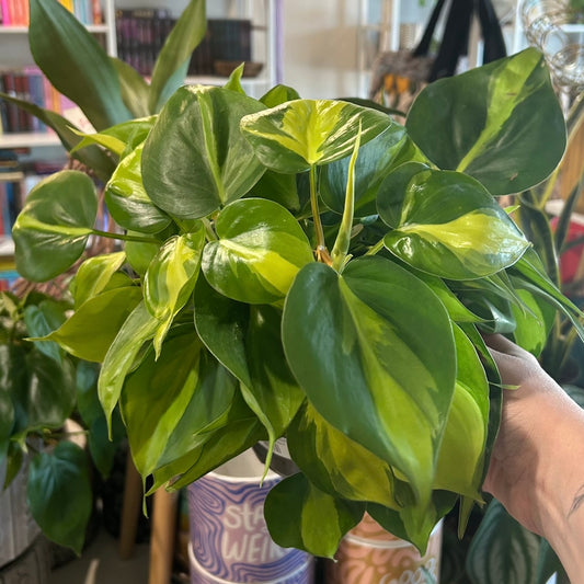 6” Philodendron Brasil