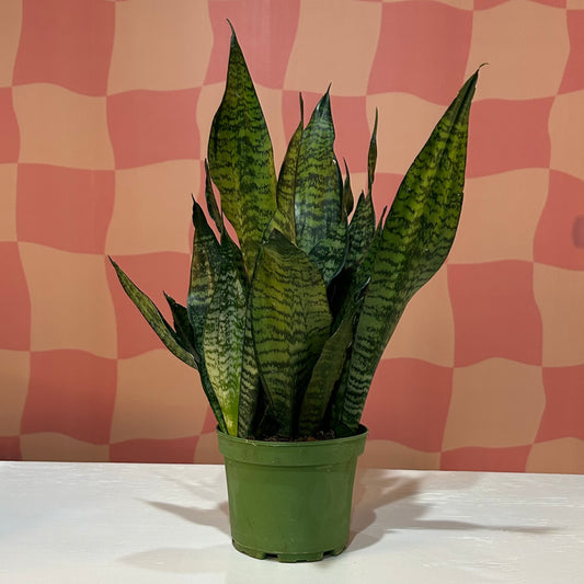 6” Snake Plant Coral