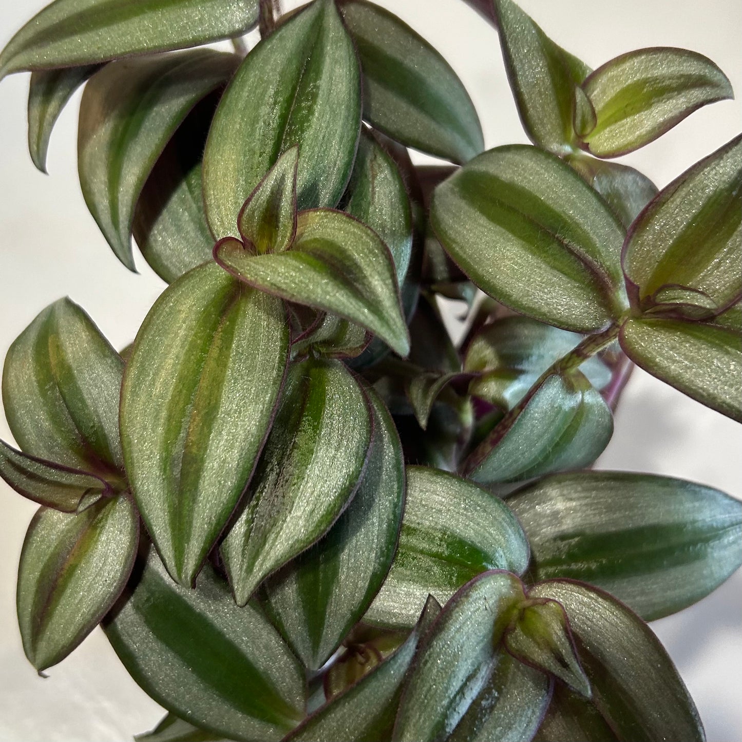 4” Tradescantia Wandering Dude