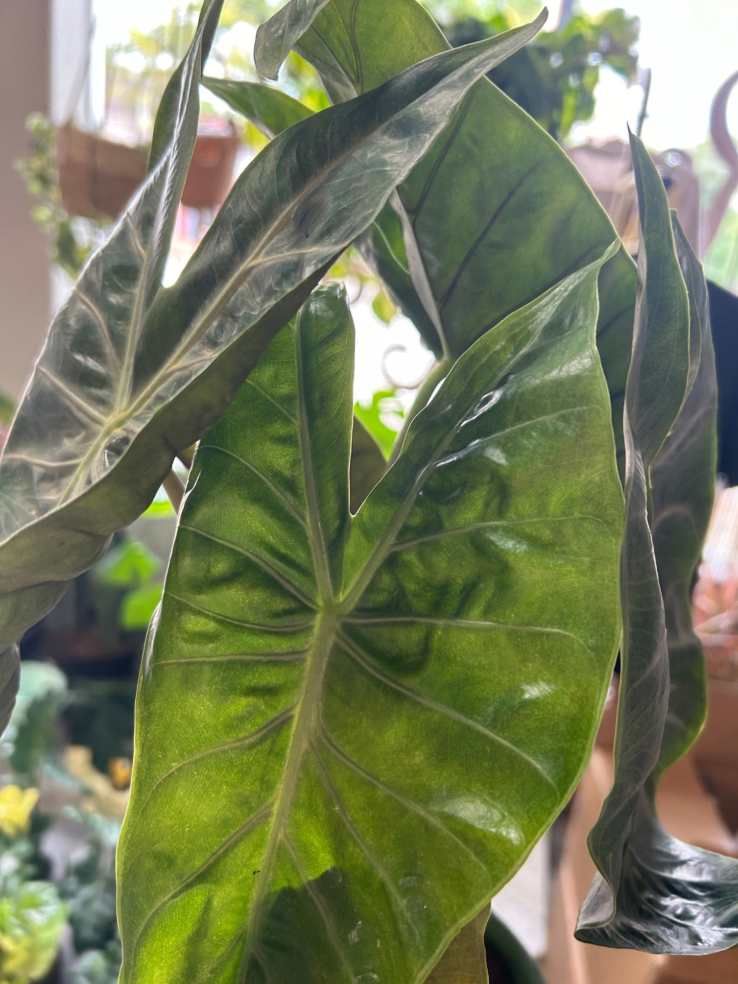 6" Alocasia Pink Princess