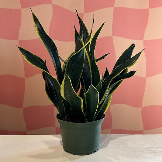 6” Snake Plant Black Gold