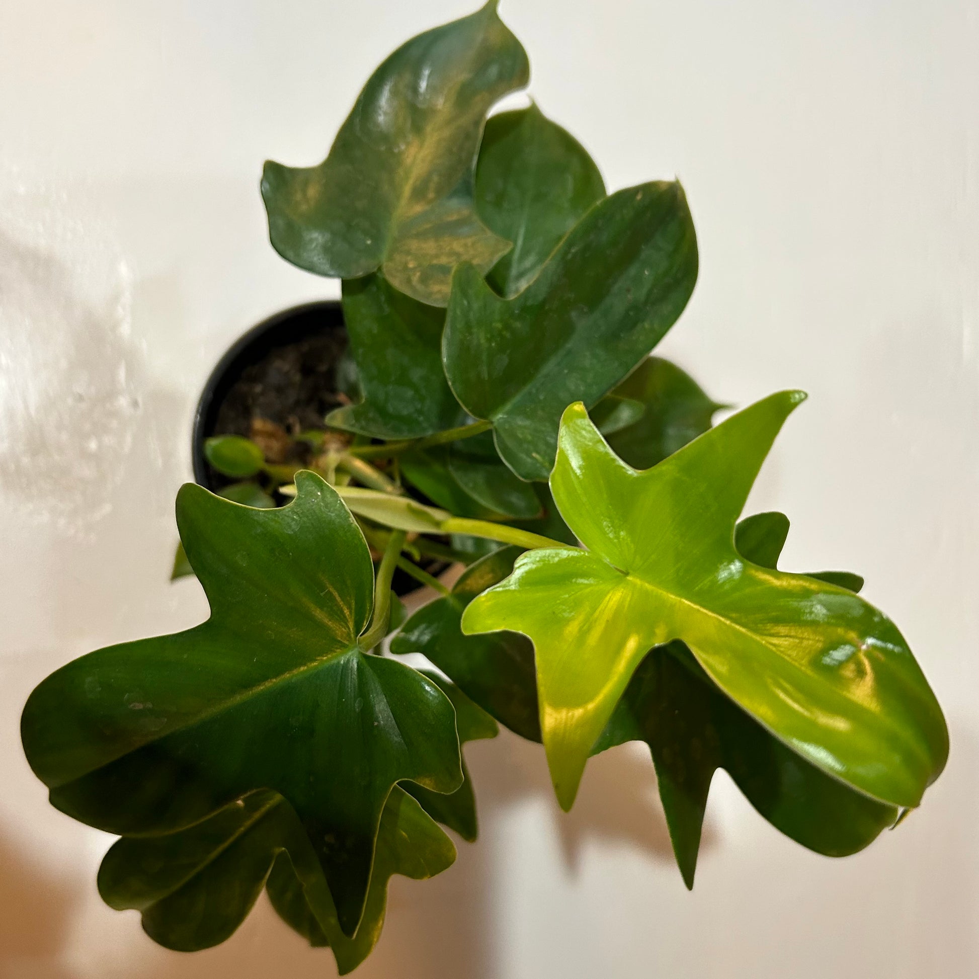 philodendron panduriforme 4” Philodendron Panduriforme – Read & Rooted